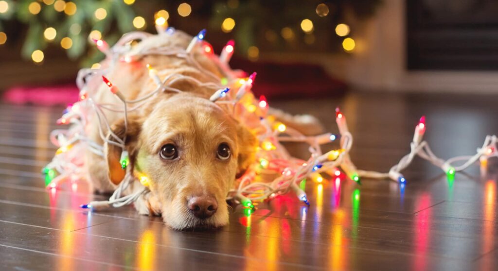 Labrador puppy looking up tangled up in Chirstmas lights.