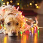 4 Simple Ways to Recycle Your Holiday Lights This Year